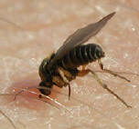 blackfly