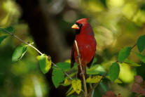 cardinal