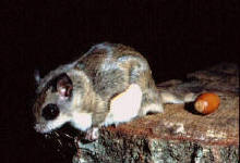 flying squirrel
